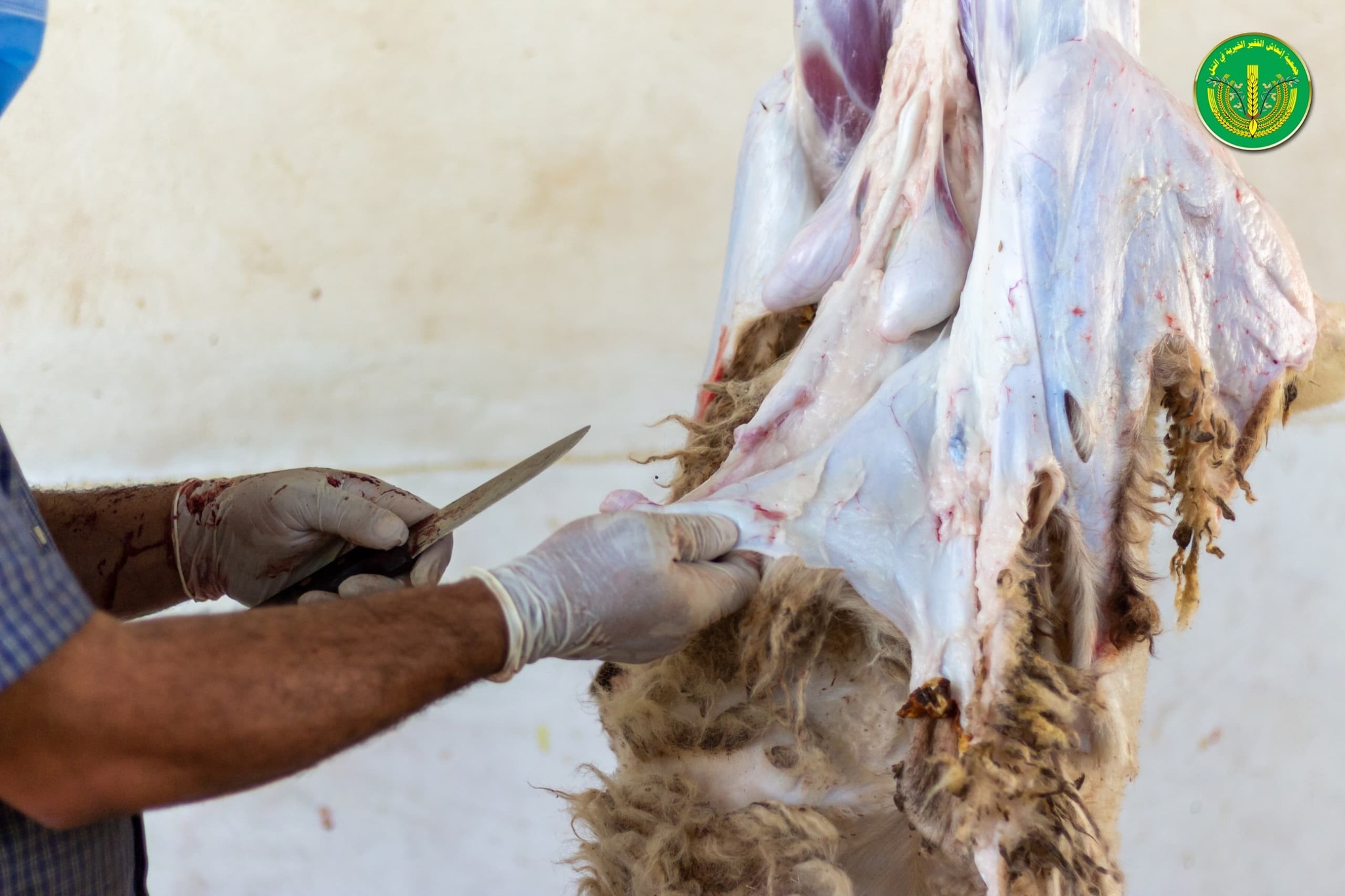 قامت جمعية إنعاش الفقير الخيرية بتوزيع " 4502 " قطعة لحم.